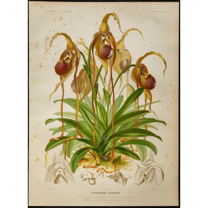 1886 - Sabot de Vénus à longues pointes (orchidée) 