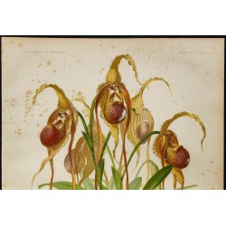 1886 - Sabot de Vénus à longues pointes (orchidée) 