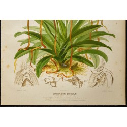 1886 - Sabot de Vénus à longues pointes (orchidée) 