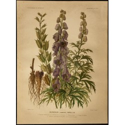 1886 - Aconit napel (Casque-de-Jupiter) 
