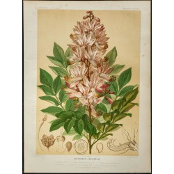 1886 - Fraxinelle - Botanique, planche couleur 