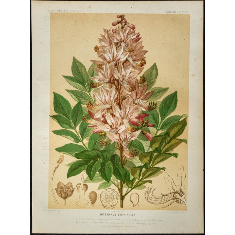 1886 - Fraxinelle - Botanique, planche couleur 