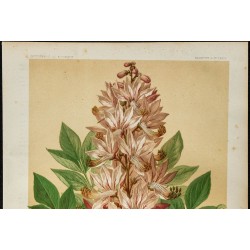 1886 - Fraxinelle - Botanique, planche couleur 