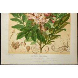 1886 - Fraxinelle - Botanique, planche couleur 