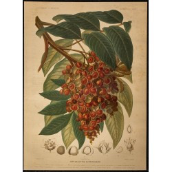 1886 - tamarinier indigène (arbre) 