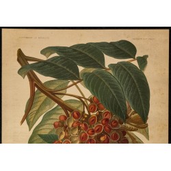 1886 - tamarinier indigène (arbre) 