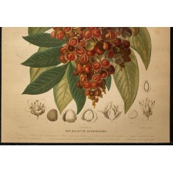 1886 - tamarinier indigène (arbre) 