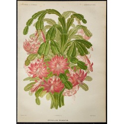 1886 - Cactus de Noël (Schlumbergera truncata) 