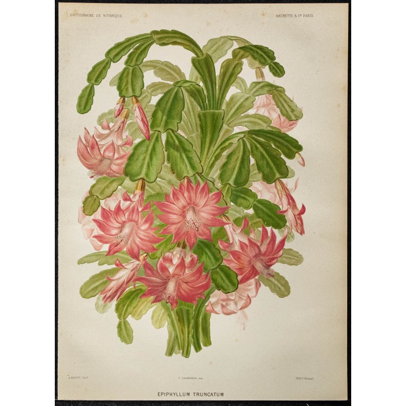 1886 - Cactus de Noël (Schlumbergera truncata) 