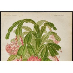 1886 - Cactus de Noël (Schlumbergera truncata) 