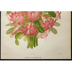 1886 - Cactus de Noël (Schlumbergera truncata) 