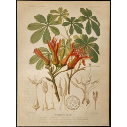 1886 - Kapokier du Brésil (arbre à soie) 