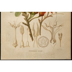 1886 - Kapokier du Brésil (arbre à soie) 