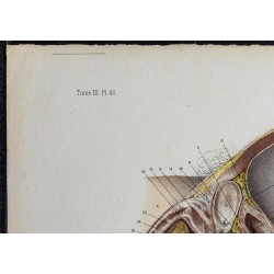 1866 - Bassin & organes sexuels masculins 