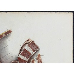 1866 - Bassin & organes sexuels masculins 