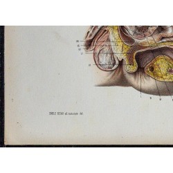 1866 - Bassin & organes sexuels masculins 