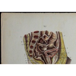 1866 - Bassin & organes pelviens néonataux 