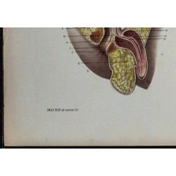 1866 - Bassin & organes pelviens néonataux 