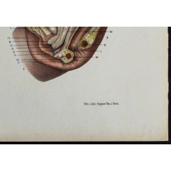 1866 - Bassin & organes pelviens néonataux 