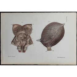 1866 - Vessie : muqueuse & musculature 