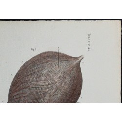 1866 - Vessie : muqueuse & musculature 