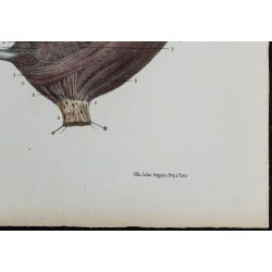 1866 - Vessie : muqueuse & musculature 