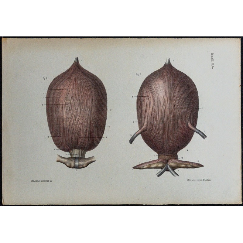 1866 - Vessie & tunique musculaire 
