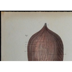 1866 - Vessie & tunique musculaire 
