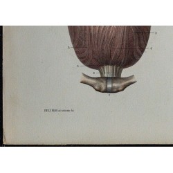 1866 - Vessie & tunique musculaire 