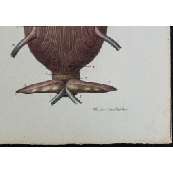 1866 - Vessie & tunique musculaire 