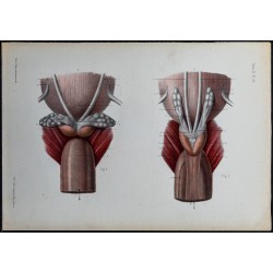 1866 - Prostate et vésicules séminales 