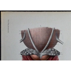1866 - Prostate et vésicules séminales 