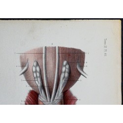 1866 - Prostate et vésicules séminales 