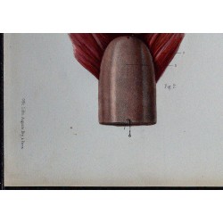 1866 - Prostate et vésicules séminales 