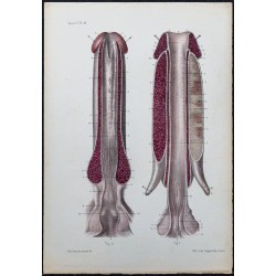 1866 - Urètre et corps caverneux 