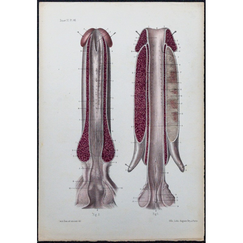1866 - Urètre et corps caverneux 