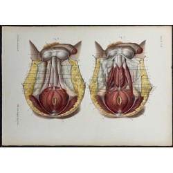1866 - Périnée masculin 