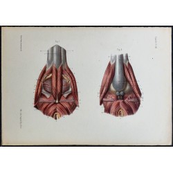 1866 - Périnée masculin 