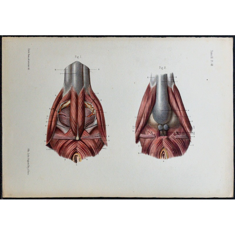 1866 - Périnée masculin 