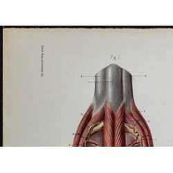 1866 - Périnée masculin 