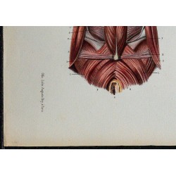 1866 - Périnée masculin 