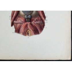 1866 - Périnée masculin 