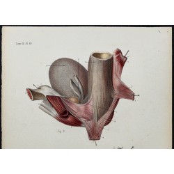 1866 - Périnée masculin 