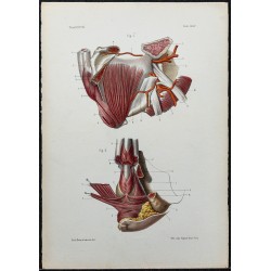 1866 - Périnée masculin 