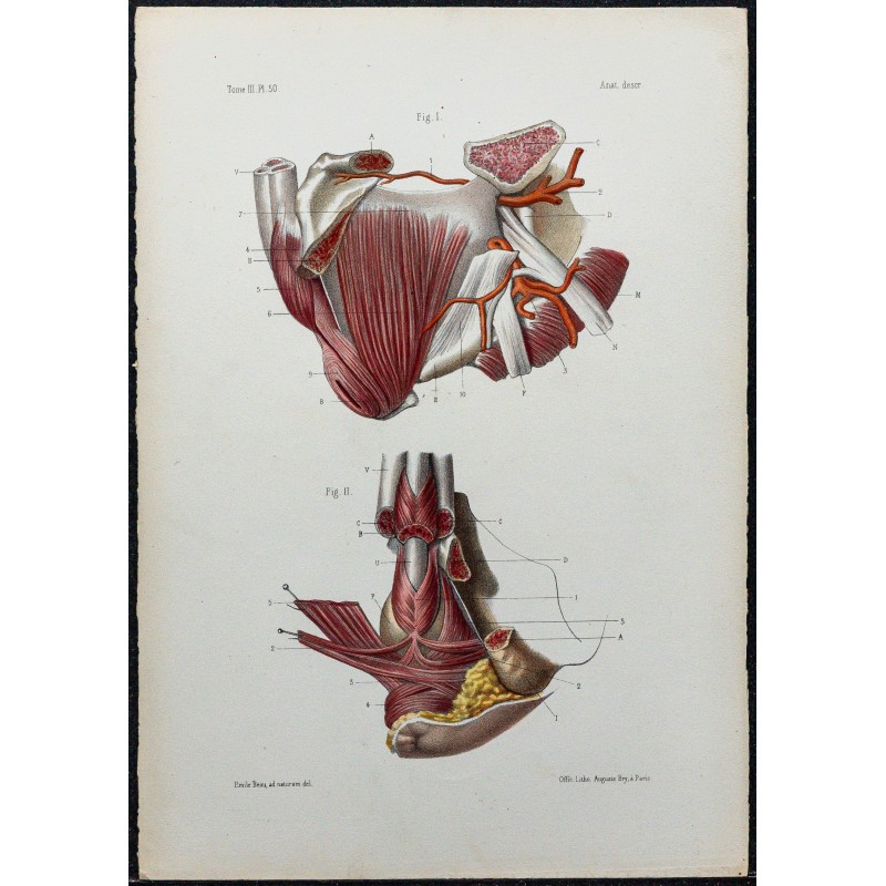 1866 - Périnée masculin 