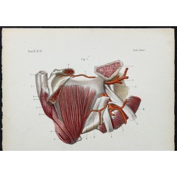 1866 - Périnée masculin 