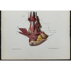 1866 - Périnée masculin 