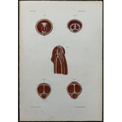 1866 - Verge & urètre 