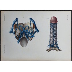 1866 - Veines de la verge 