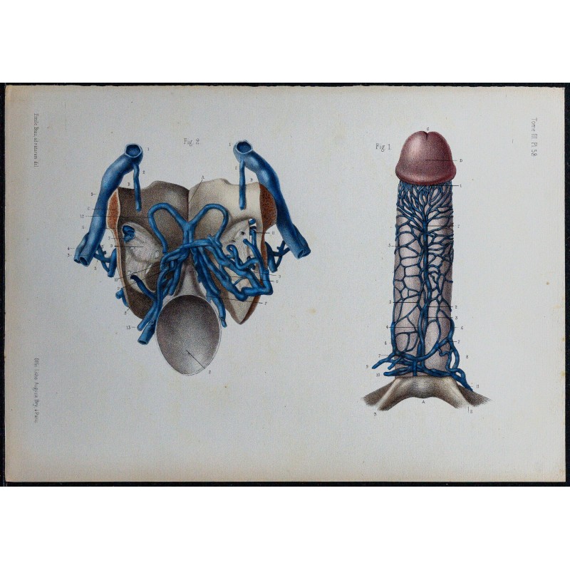 1866 - Veines de la verge 